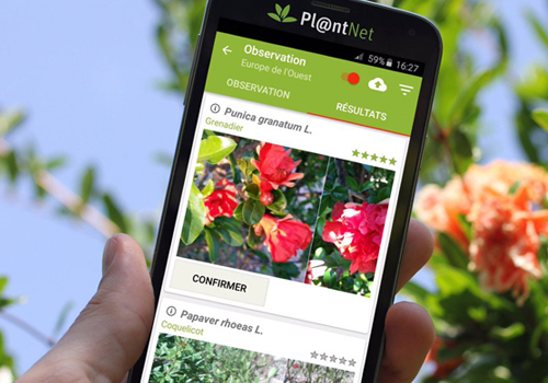 Descubra o nome das plantas com aplicativo pelo celular